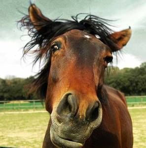 Meet your Posher, Pat